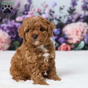 Toby, Miniature Poodle Puppy